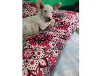 Sprite, Jack Russell Terrier For Adoption In Zephyr, Ontario