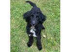 Liza, Schnauzer (miniature) For Adoption In White Bear Lake, Minnesota
