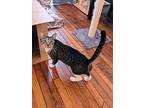 Colette, American Shorthair For Adoption In Brooklyn, New York