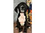 Pepper, Labrador Retriever For Adoption In Leming, Texas
