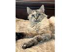 Cindy 2, Siamese For Adoption In Austin, Texas