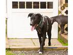 Mac, Labrador Retriever For Adoption In Stewartsville, New Jersey