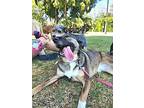 Mimi, Terrier (unknown Type, Medium) For Adoption In San Ysidro, California