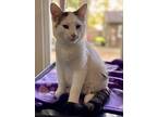 Tort, Domestic Shorthair For Adoption In Ashland, Ohio