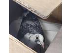 Aura, Pigeon For Adoption In San Francisco, California