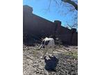 Goose, American Pit Bull Terrier For Adoption In Pelion, South Carolina