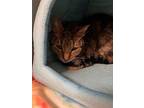 Rochester, Domestic Shorthair For Adoption In Kingston, New York