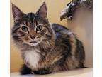 Cinnamon, Domestic Mediumhair For Adoption In Plymouth, Michigan