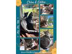 Eddie, American Shorthair For Adoption In Plymouth, Michigan