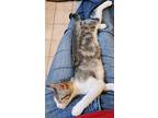 Coriander (cori), Tabby For Adoption In Plymouth, Michigan