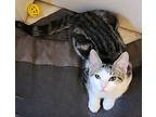 Poppy, Tabby For Adoption In Plymouth, Michigan
