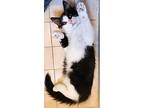 Adobo, Domestic Mediumhair For Adoption In Plymouth, Michigan