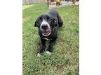 Apollo, Labrador Retriever For Adoption In Birmingham, Alabama