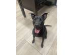 Peppercorn, Labrador Retriever For Adoption In Dickson, Tennessee