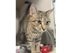 Rayne, Domestic Shorthair For Adoption In Pottsville, Pennsylvania