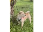 So Much Better!!, Terrier (unknown Type, Small) For Adoption In Bonita Springs