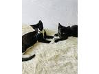Baby Scottie And Noah, Domestic Shorthair For Adoption In Brooklyn, New York