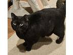 Cece, Domestic Shorthair For Adoption In Lenhartsville, Pennsylvania