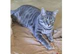 Willie, Domestic Shorthair For Adoption In Lenhartsville, Pennsylvania
