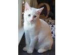 Artemis, Domestic Shorthair For Adoption In Lenhartsville, Pennsylvania
