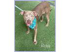 Rosa, American Staffordshire Terrier For Adoption In Holly Springs, Georgia