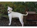 Flower, American Pit Bull Terrier For Adoption In Plainfield, Illinois