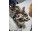 Arya, Maine Coon For Adoption In Oak Ridge, Tennessee