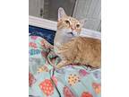 Griffin, Domestic Shorthair For Adoption In Wilmington, Ohio