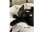 Mindy's Kittens: Rocky, Domestic Shorthair For Adoption In Monrovia, California