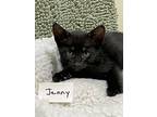 Mindy's Kittens: Jenny, Domestic Shorthair For Adoption In Monrovia, California