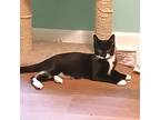 Pine Board, Domestic Shorthair For Adoption In Apex, North Carolina