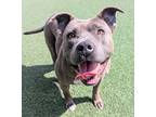 Nico, American Pit Bull Terrier For Adoption In Vallejo, California