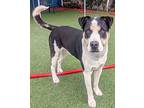 Sanji, American Pit Bull Terrier For Adoption In Vallejo, California