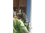 Acorn, Tabby For Adoption In Goshen, Kentucky