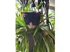Twinkie, Domestic Shorthair For Adoption In Pendleton, Oregon