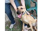 Clover, Retriever (unknown Type) For Adoption In Helotes, Texas