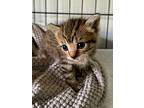 Reverie, Domestic Shorthair For Adoption In Evansville, Indiana