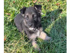 German Shepherd Dog PUPPY FOR SALE ADN-830033 - AKC German Shepherd Puppy