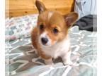 Pembroke Welsh Corgi PUPPY FOR SALE ADN-830014 - Corgi puppy DM safe