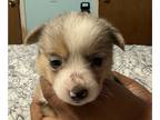 Pembroke Welsh Corgi PUPPY FOR SALE ADN-829997 - 4 corgi puppies for sale