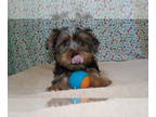 Yorkshire Terrier PUPPY FOR SALE ADN-829938 - Yorkie NY NJ PA CT all surrounded
