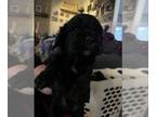 Cocker Spaniel PUPPY FOR SALE ADN-829912 - Cocker spaniel puppies