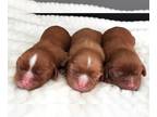 Cavalier King Charles Spaniel PUPPY FOR SALE ADN-829883 - Cavalier King Charles