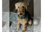 Airedale Terrier PUPPY FOR SALE ADN-829855 - Female 6 months old