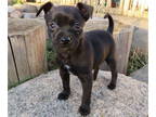 Rat-Cha PUPPY FOR SALE ADN-829917 - 3rd gen Chihuahua Rat Terrier Mix Puppies