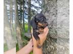 Dachshund PUPPY FOR SALE ADN-829907 - Mini dachshund female