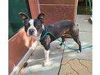 Carl, Boston Terrier For Adoption In Huntington Beach, California