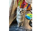 John Bosley, Domestic Shorthair For Adoption In Steinbach, Manitoba