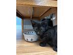 Sabrina Duncan, Domestic Shorthair For Adoption In Steinbach, Manitoba
