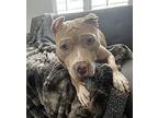 Willow, Staffordshire Bull Terrier For Adoption In Austin, Texas